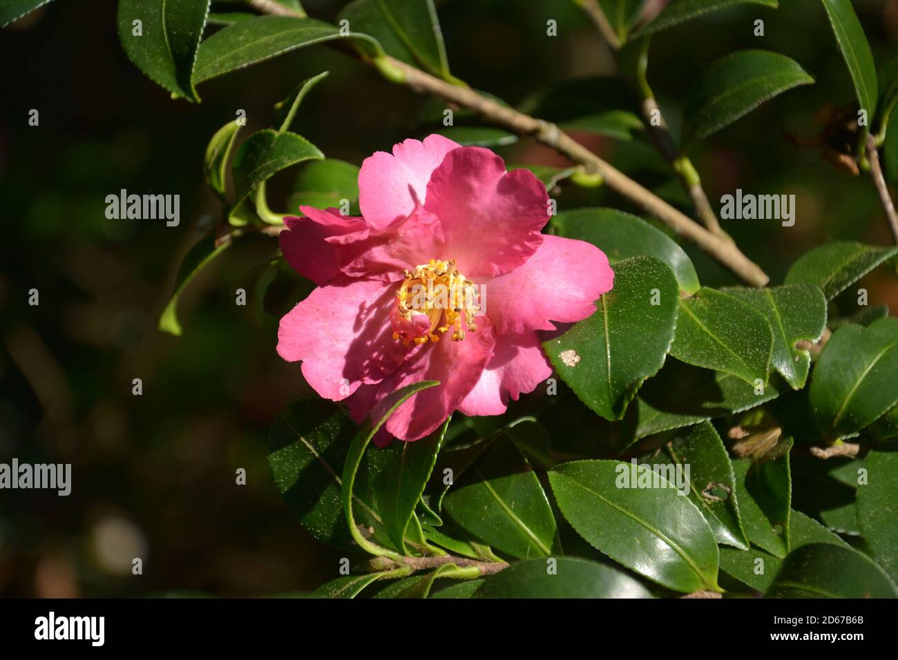 Red camellia blossoms with yellow stamens in sunny day in the garden Stock Photo