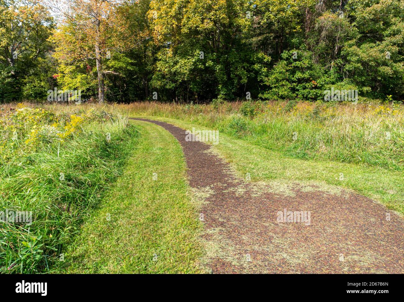 Wood chip walking path in a wooded area. Stock Photo