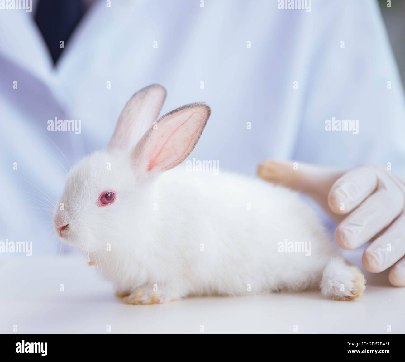 The vet doctor examining rabbit in pet hospital Stock Photo - Alamy