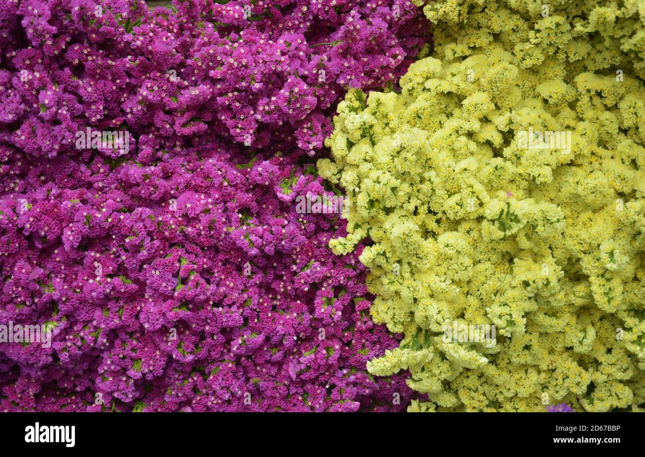 Awesome yellow flowers hi-res stock photography and images - Alamy