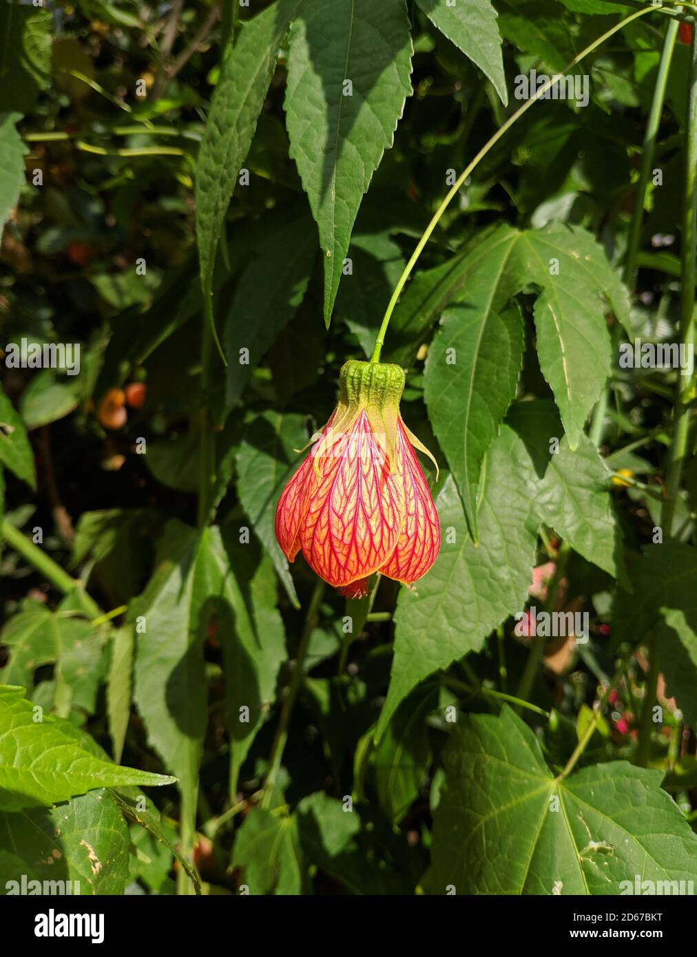 one red abutilon striatum ready to blossom in the garden Stock Photo