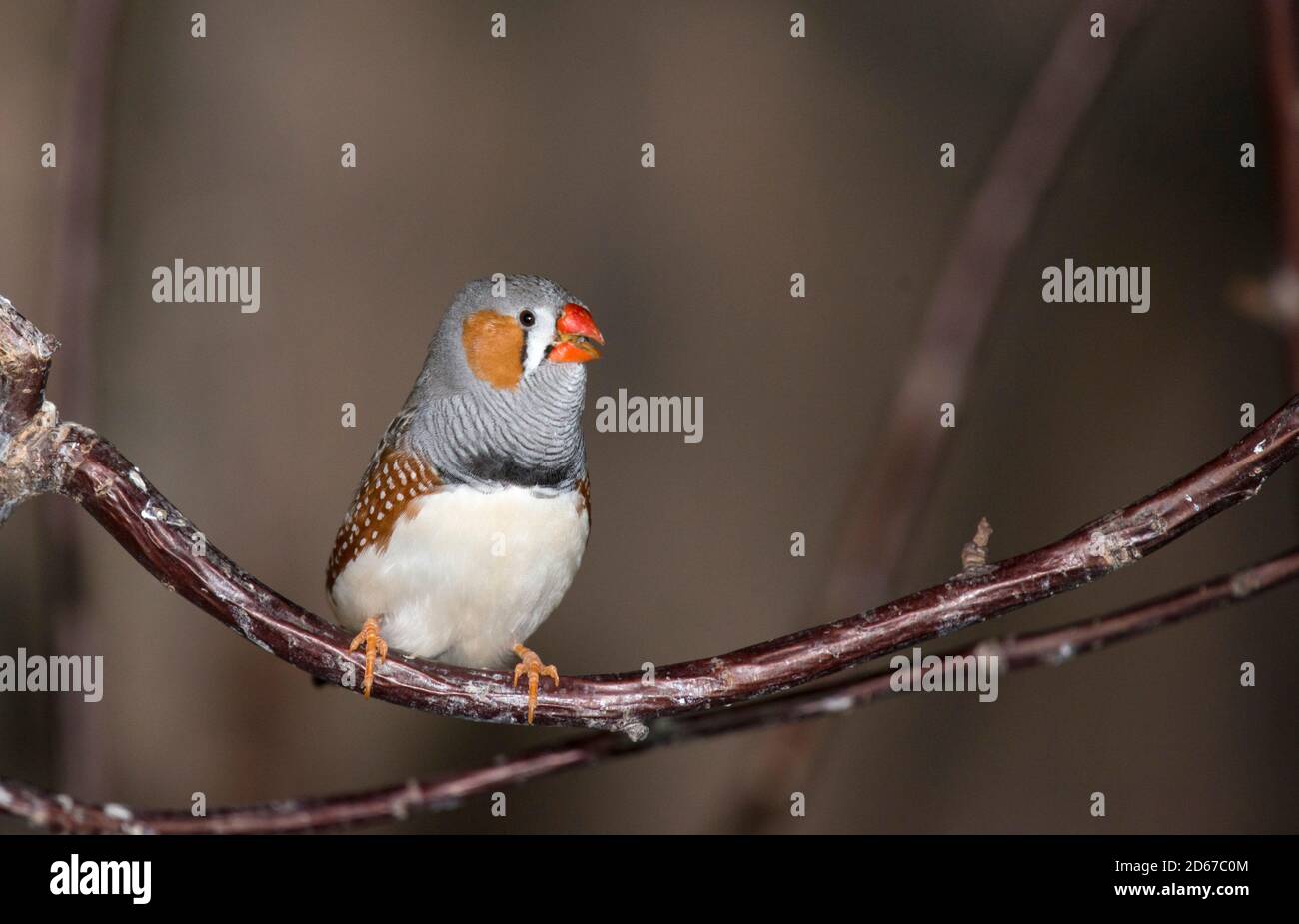 The Zebra Finch is the most common and familiar estrildid finch of Central Australia and ranges over most of the continent, avoiding only the cool moi Stock Photo