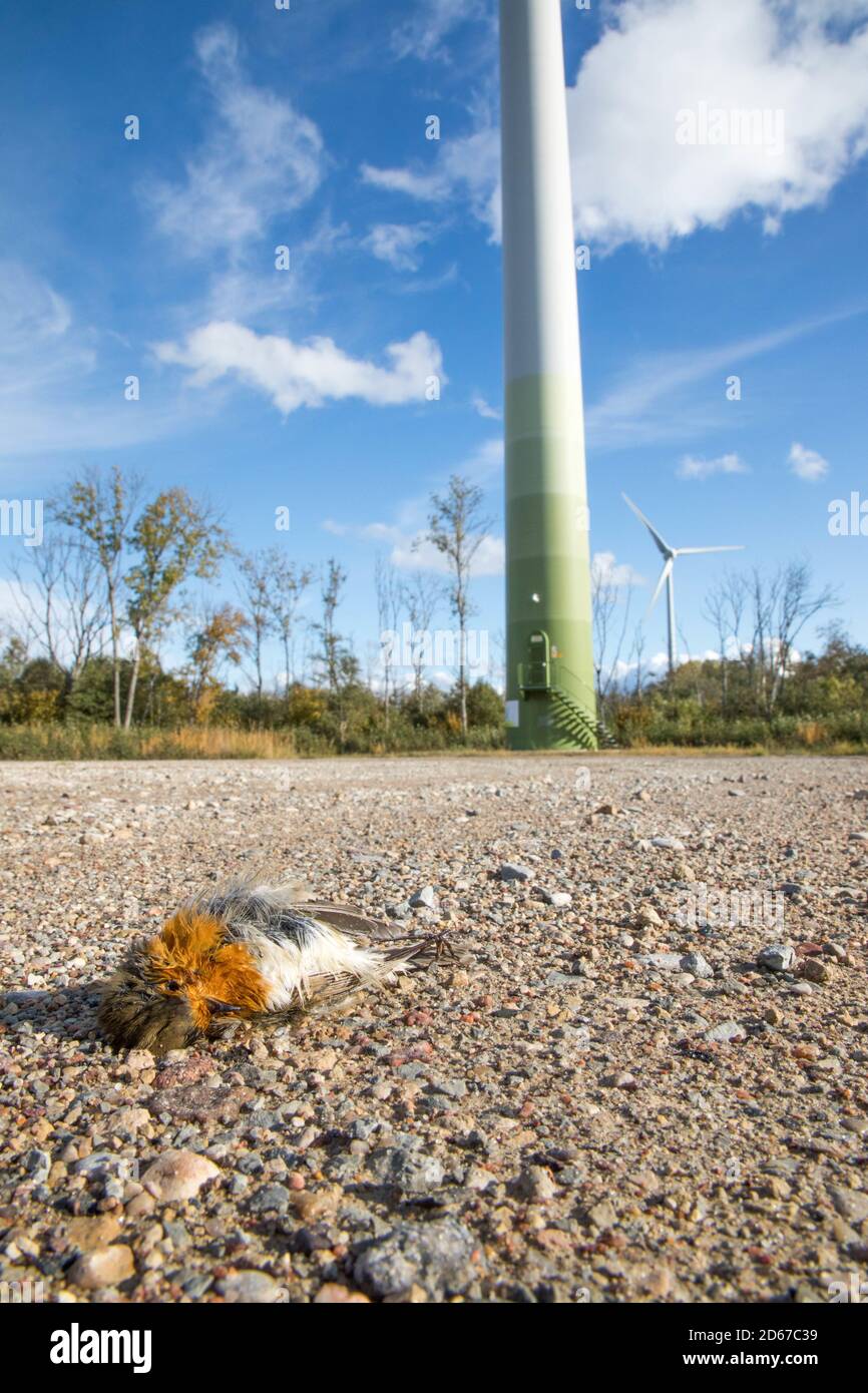 Dead Robin on ground - victim of wind turbine collision Stock Photo