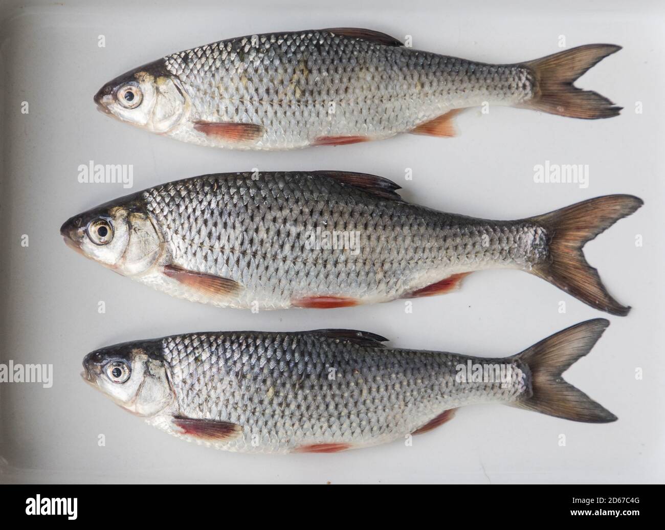 Top down portrait of fresh bream on bowl Stock Photo