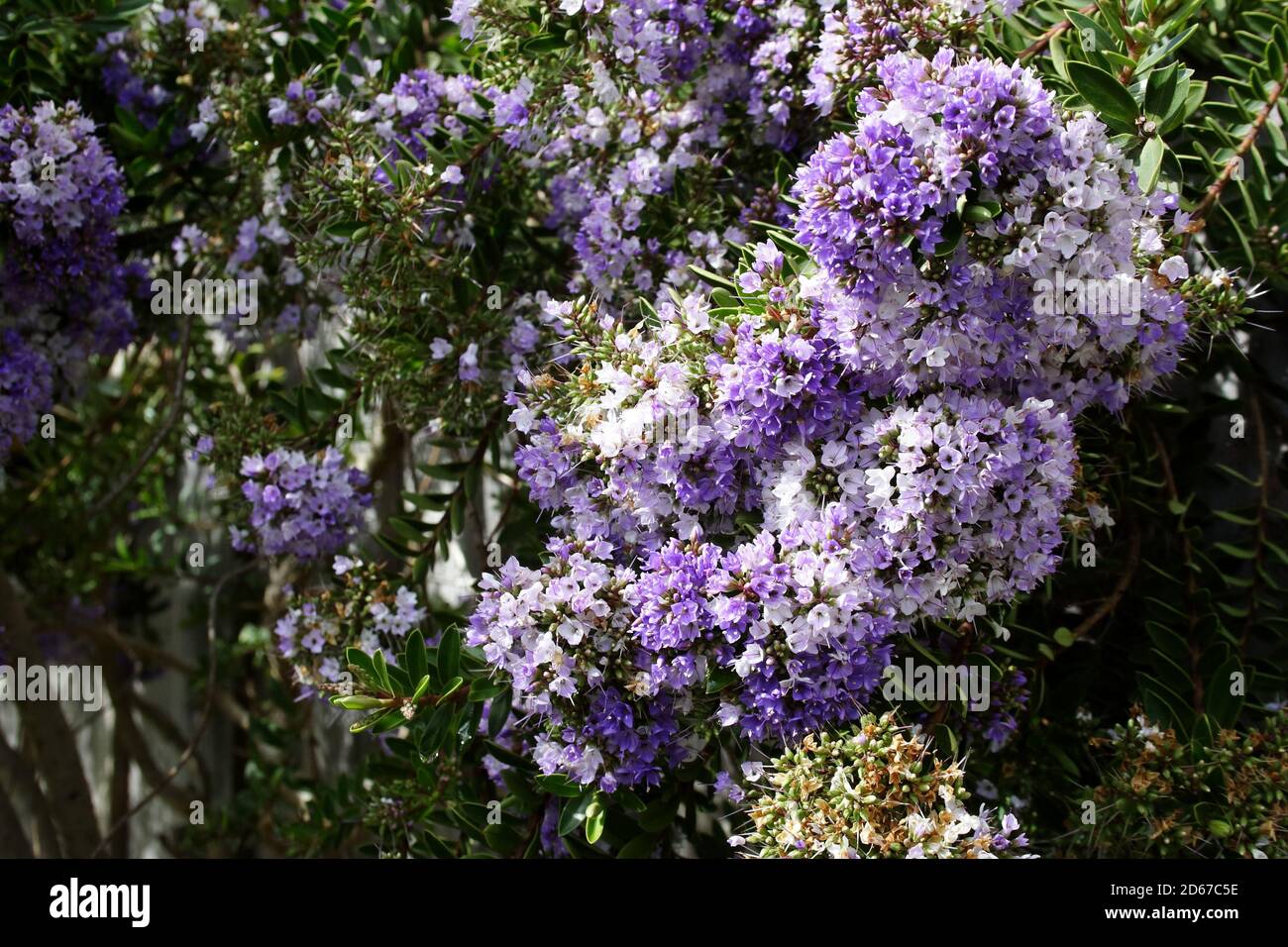 Purple and White Hebe shrub Plant in full flower. Stock Photo