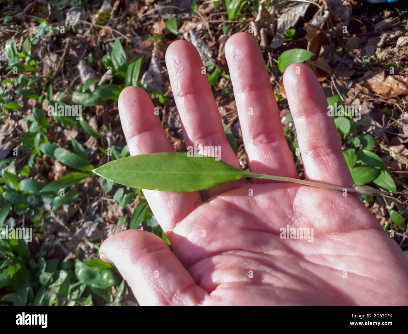 Gardener holding fresh garlic hi-res stock photography and images - Alamy