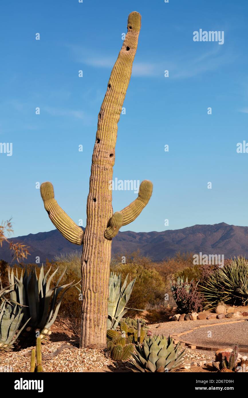 Saguaro Cactus, Arizona Stock Photo