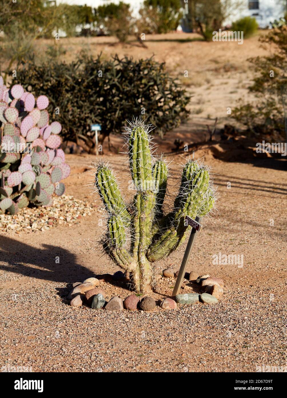 Toothpick Cactus, Arizona Stock Photo