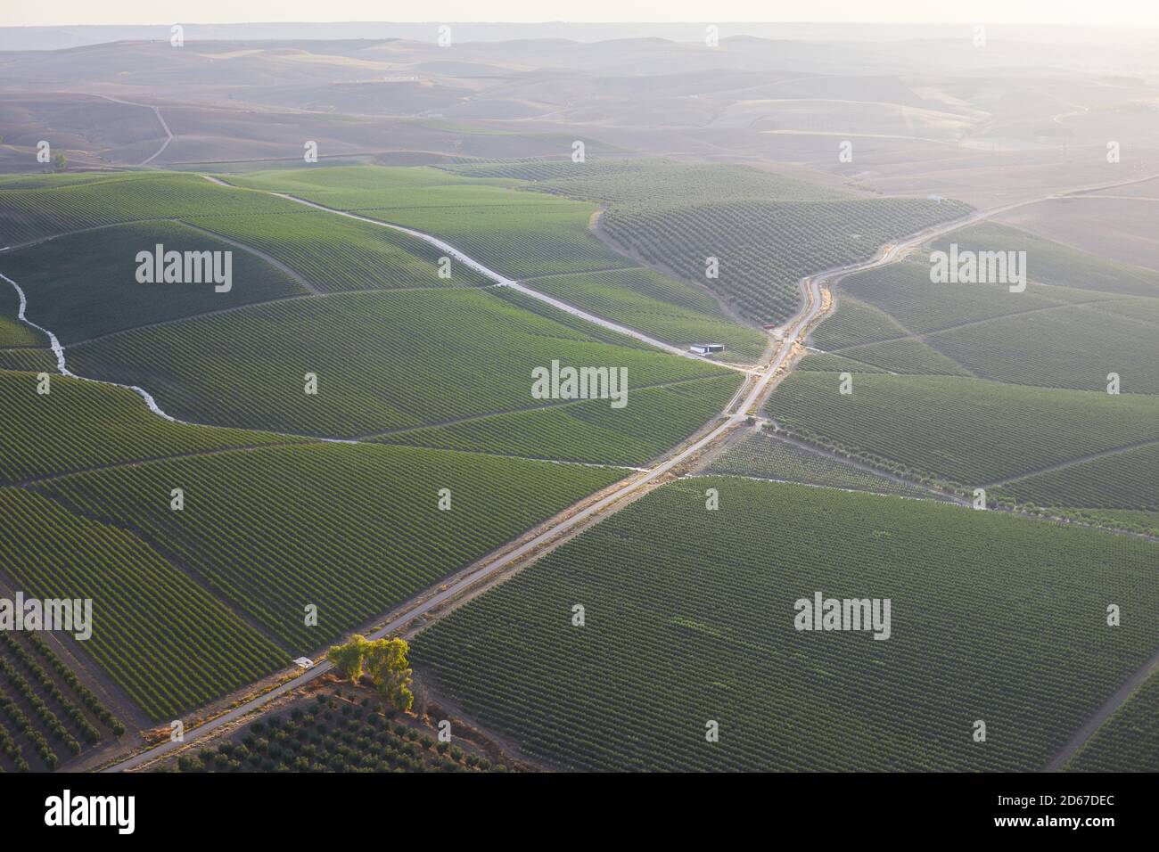 Furrows on a green farm seen from above Stock Photo