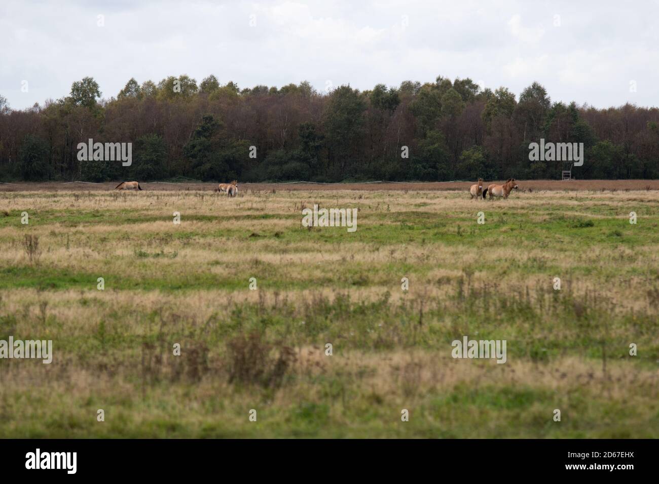 Brown horse grazing in a green field Stock Photo - Alamy