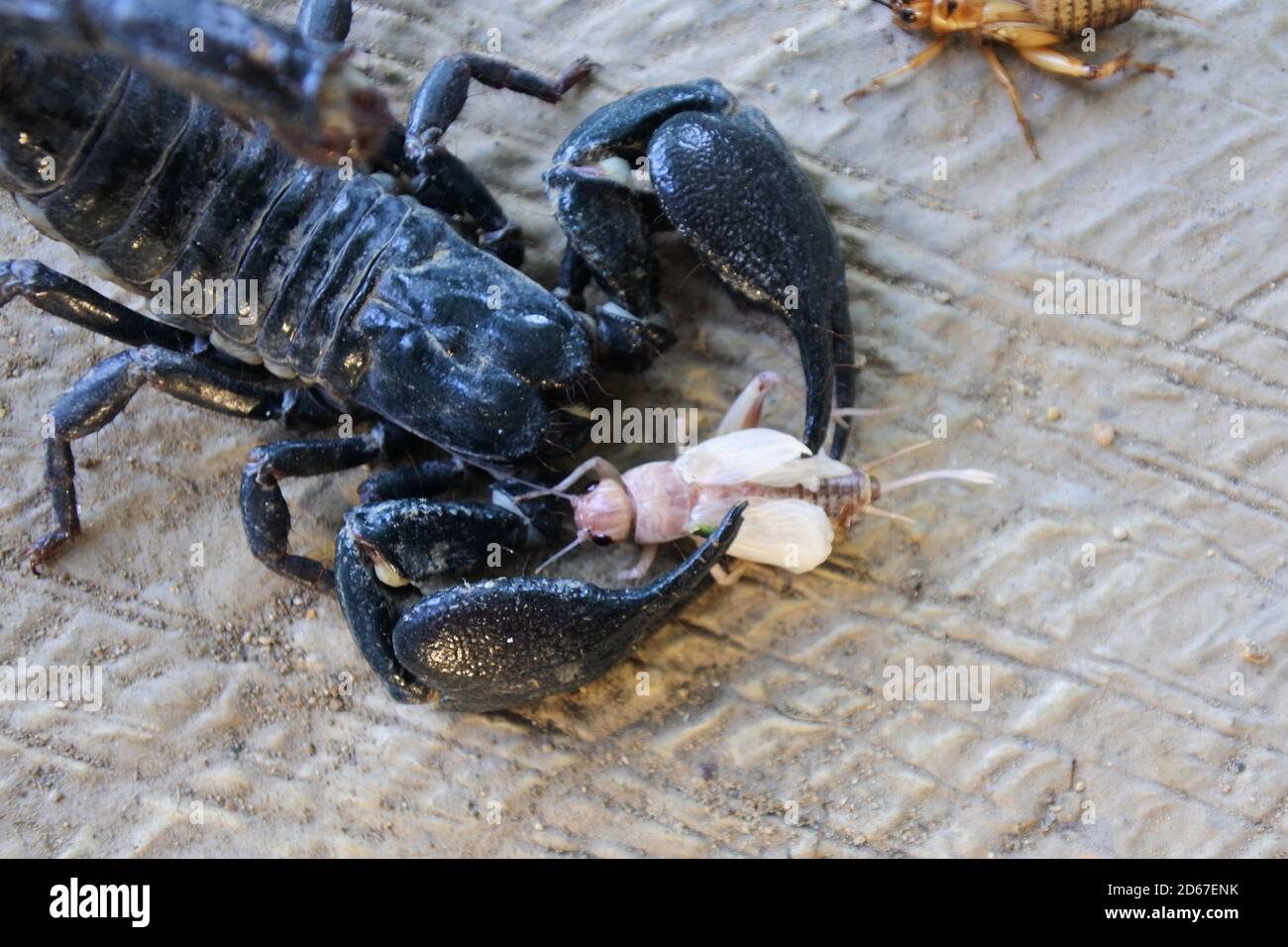 Top view shot of a black scorpion on the sand hunting an insect arachnid  Stock Photo - Alamy