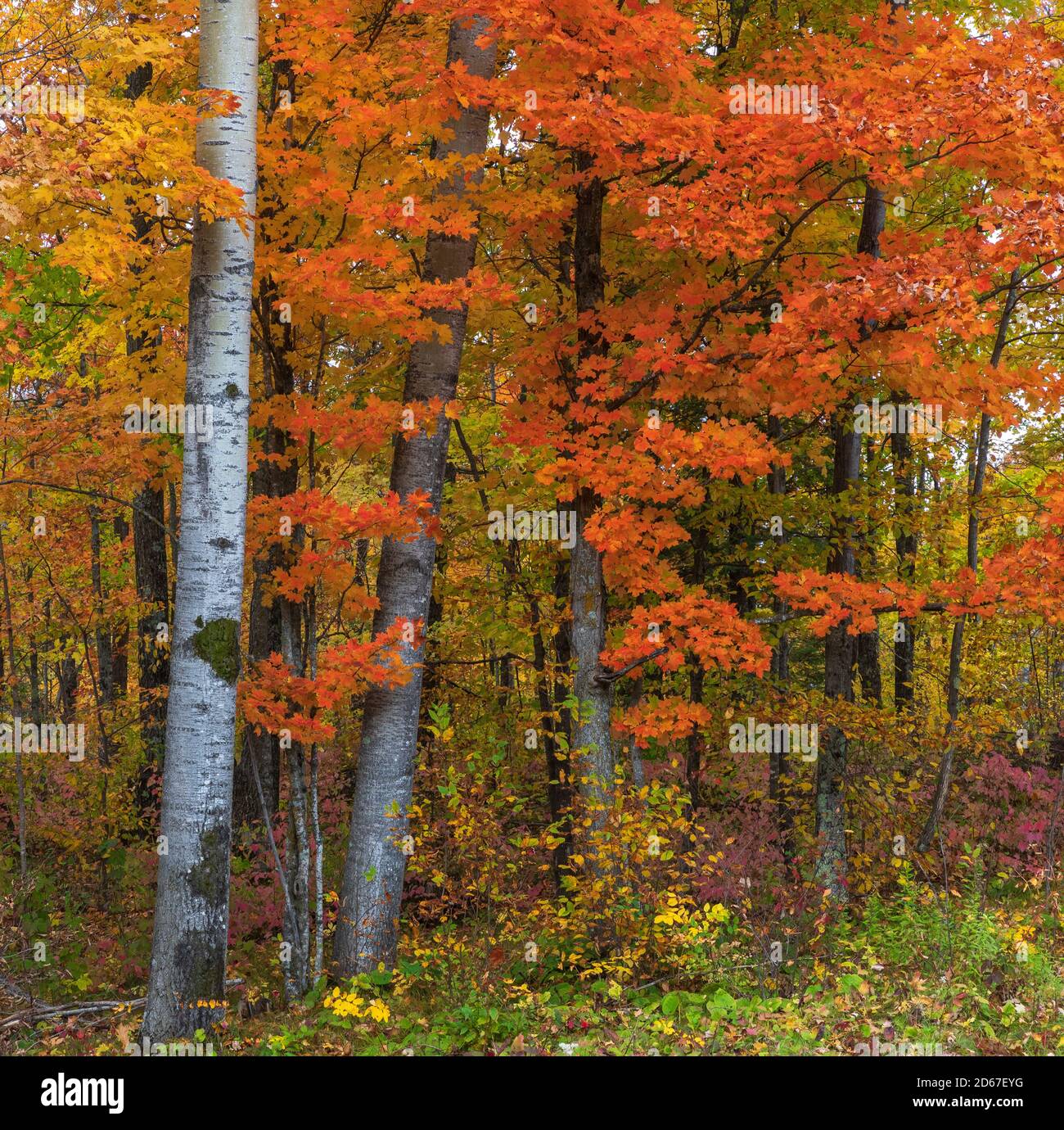 Fall colors in northern Wisconsin Stock Photo Alamy