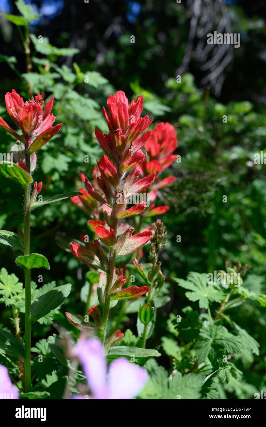 Scarlet Paintbrush Growing in Summer meadow Stock Photo Alamy