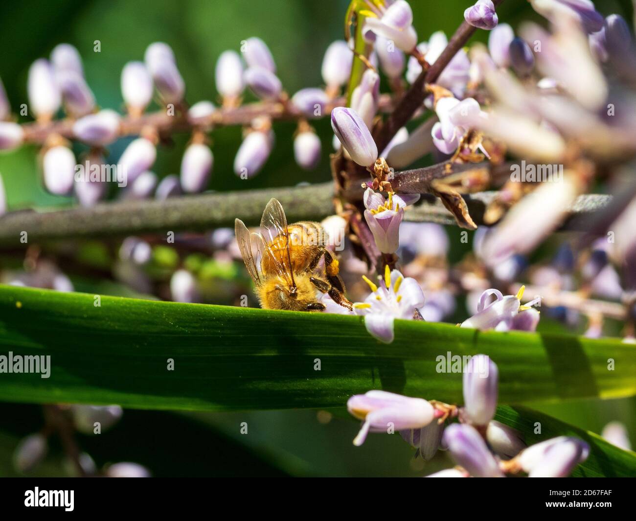 Bees, A funny closeup of a fuzzy golden Bee upside-down standing on it's head inside on a long green leaf amongst small pretty Mauve purple flowers Stock Photo