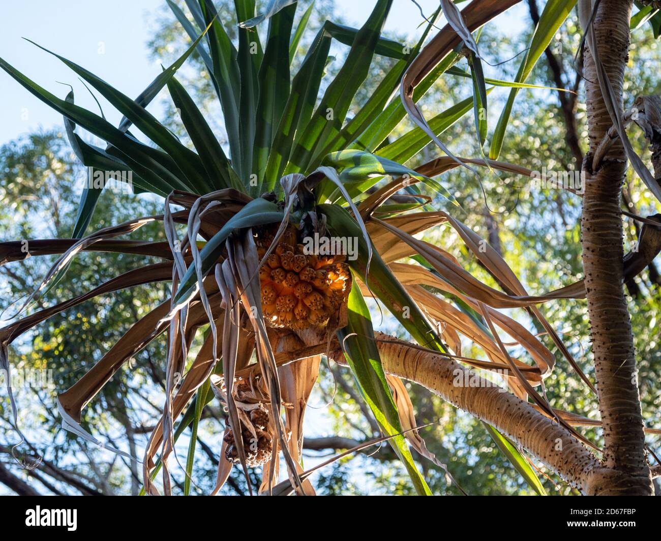 Sunlight shining on a Pandanus Palm tree with green leaves and Fruit whose segments contains seeds, blue sky, Coastal NSW Australia Stock Photo