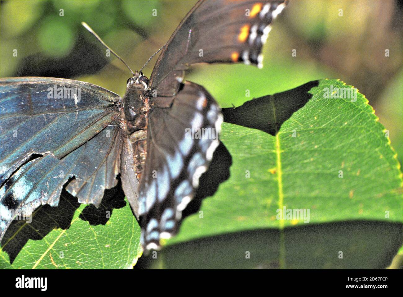 Purple butterfly hires stock photography and images Alamy