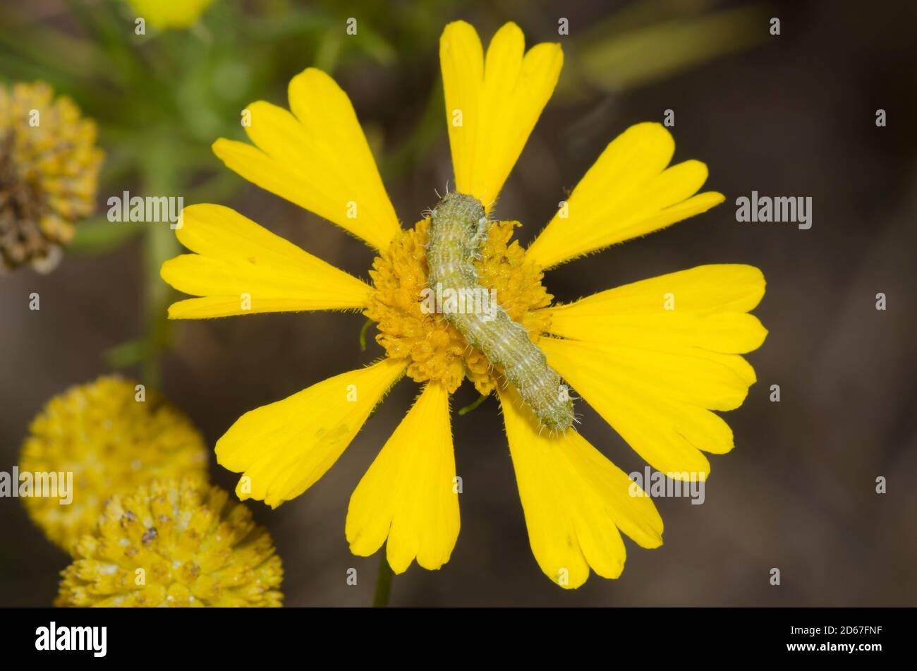 Corn Earworm, Helicoverpa zea, larva feeding on Sneezeweed, Helenium amarum Stock Photo