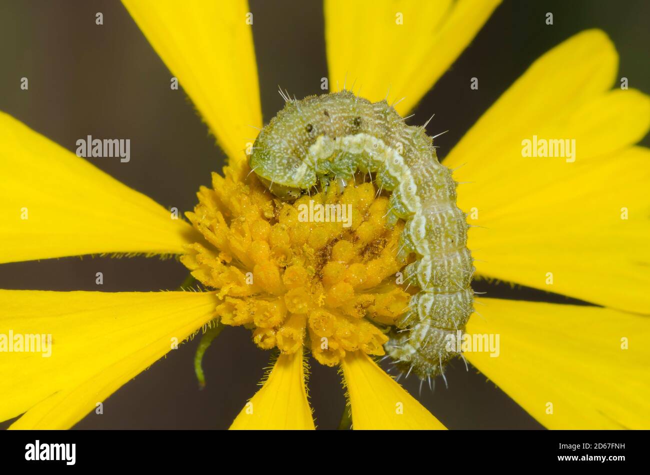 Corn Earworm, Helicoverpa zea, larva feeding on Sneezeweed, Helenium amarum Stock Photo