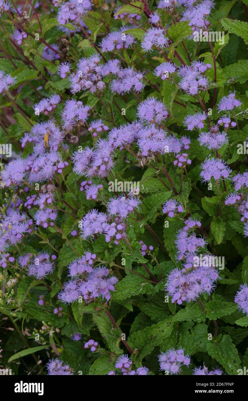 Blue Mistflower, Conoclinium coelestinum Stock Photo