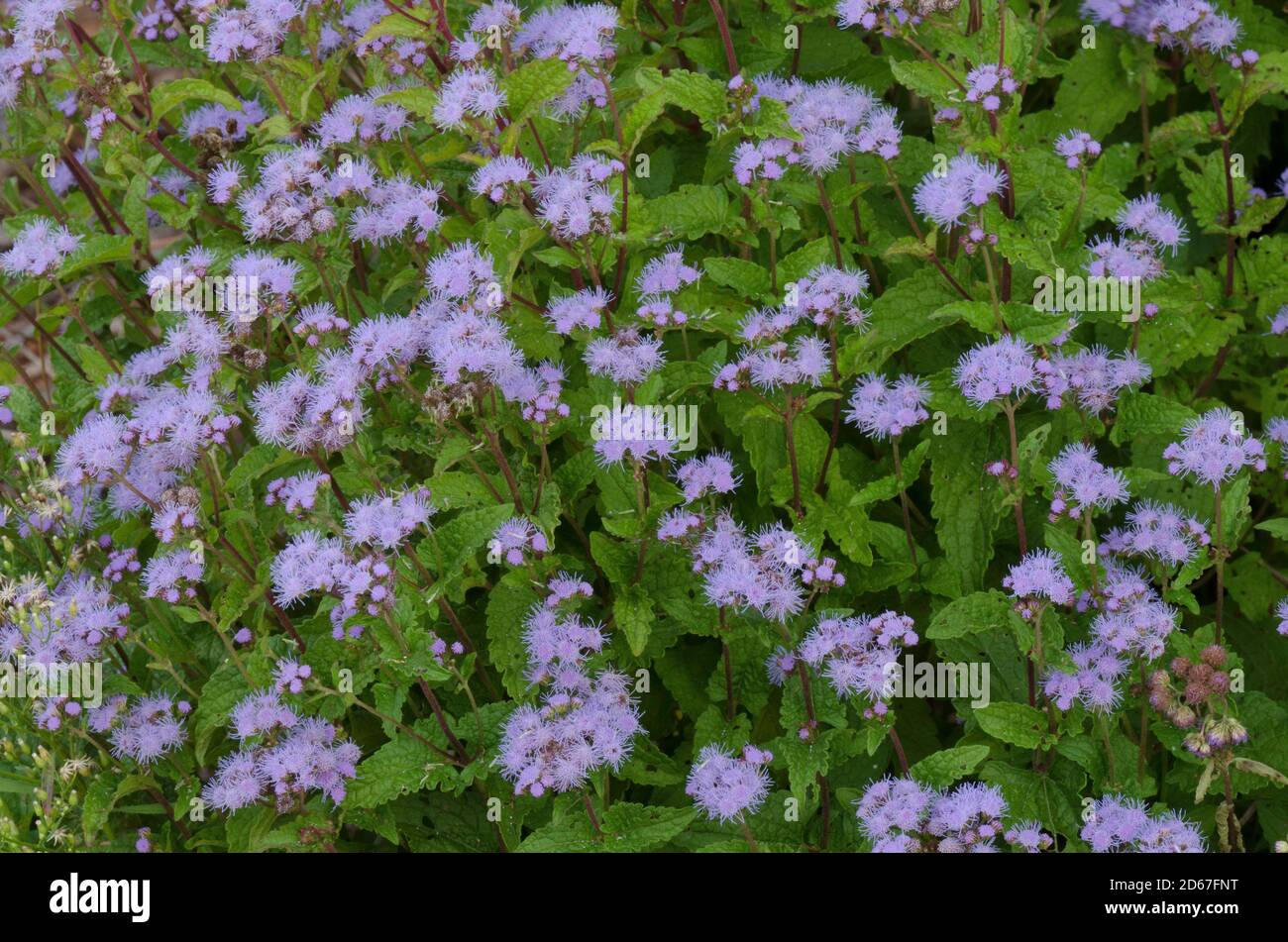 Blue Mistflower, Conoclinium coelestinum Stock Photo