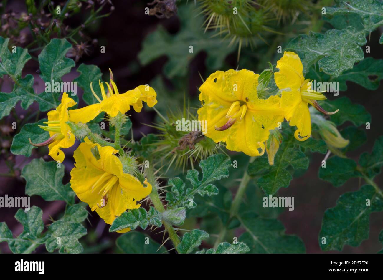 Buffalo Bur, Solanum rostratum Stock Photo