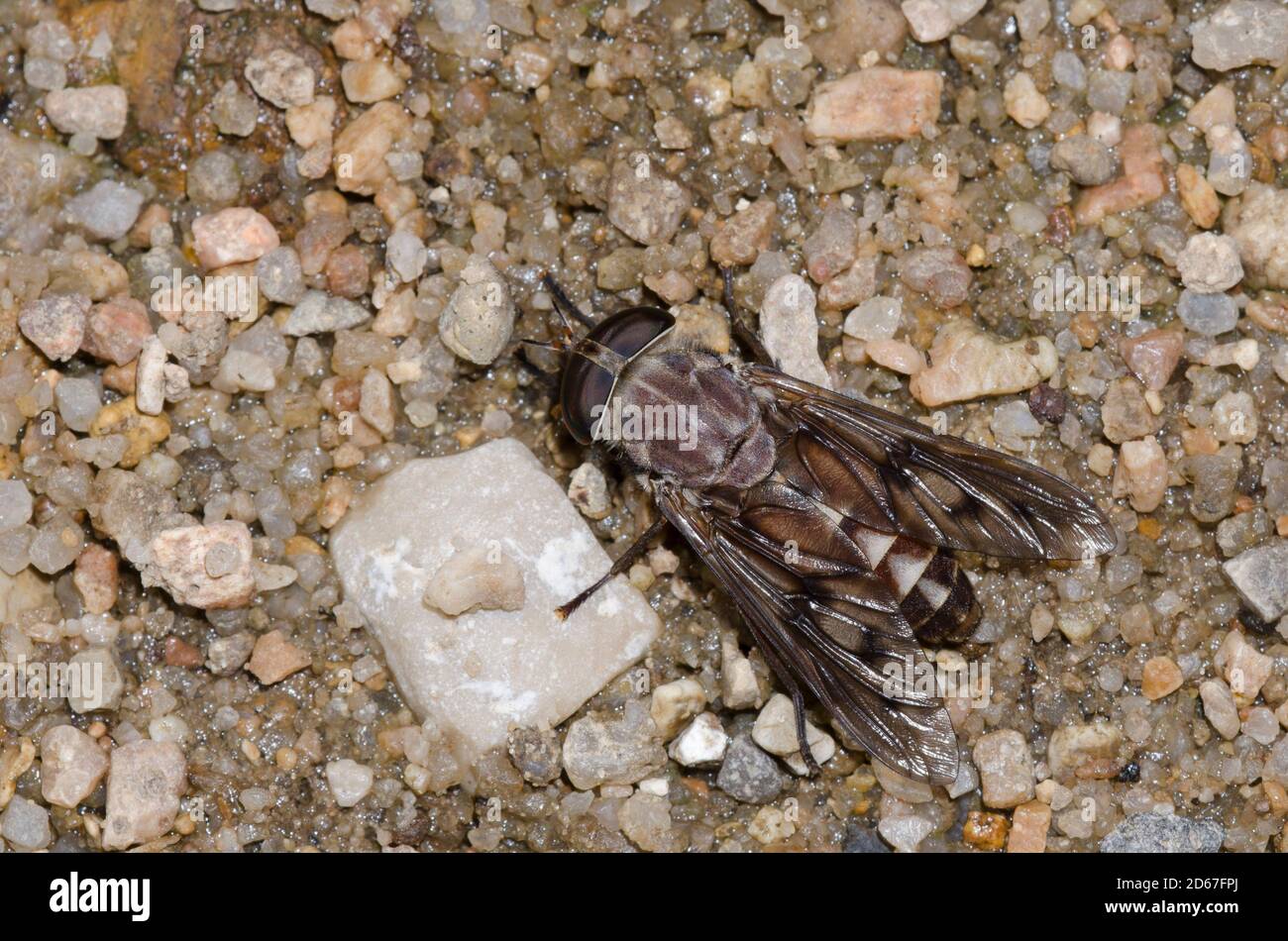 Horse Fly, Tabanus sp., female Stock Photo