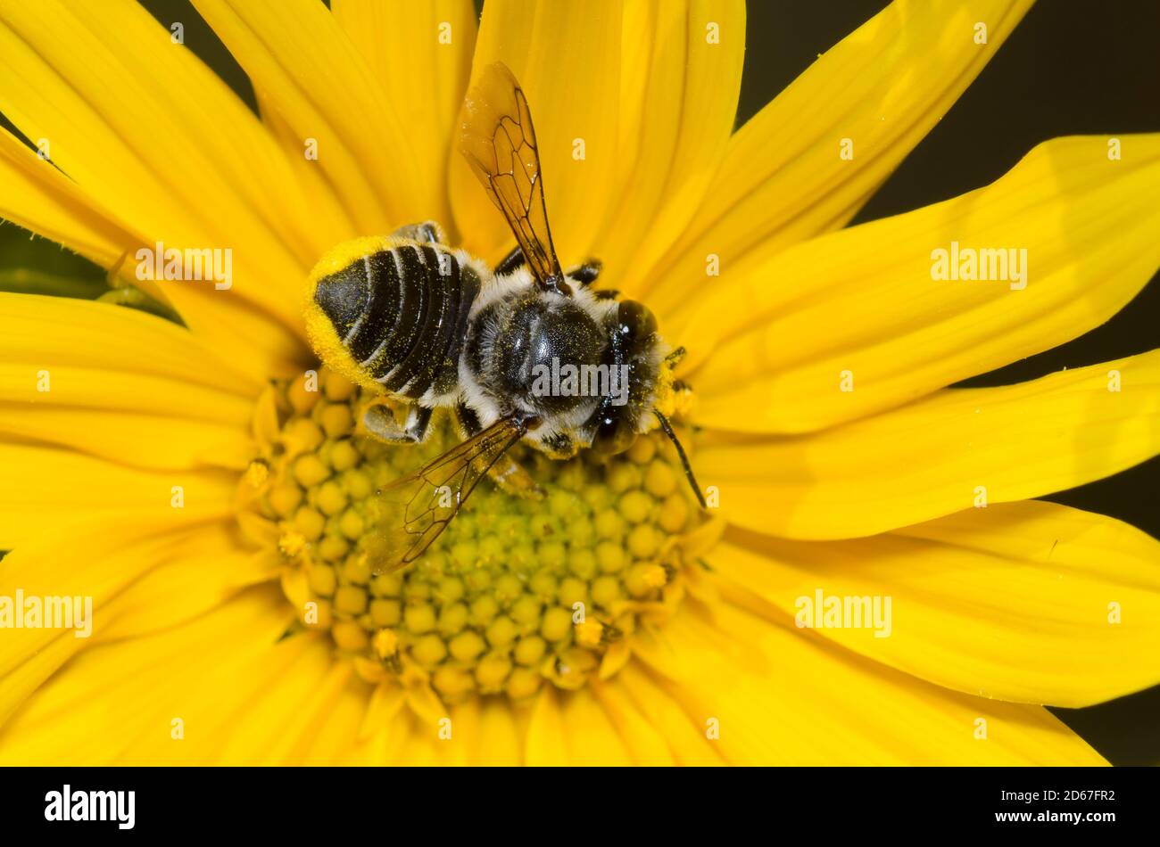 Petulant Leaf-cutter Bee, Megachile petulans, foraging on Maximilian sunflower, Helianthus maximiliani Stock Photo