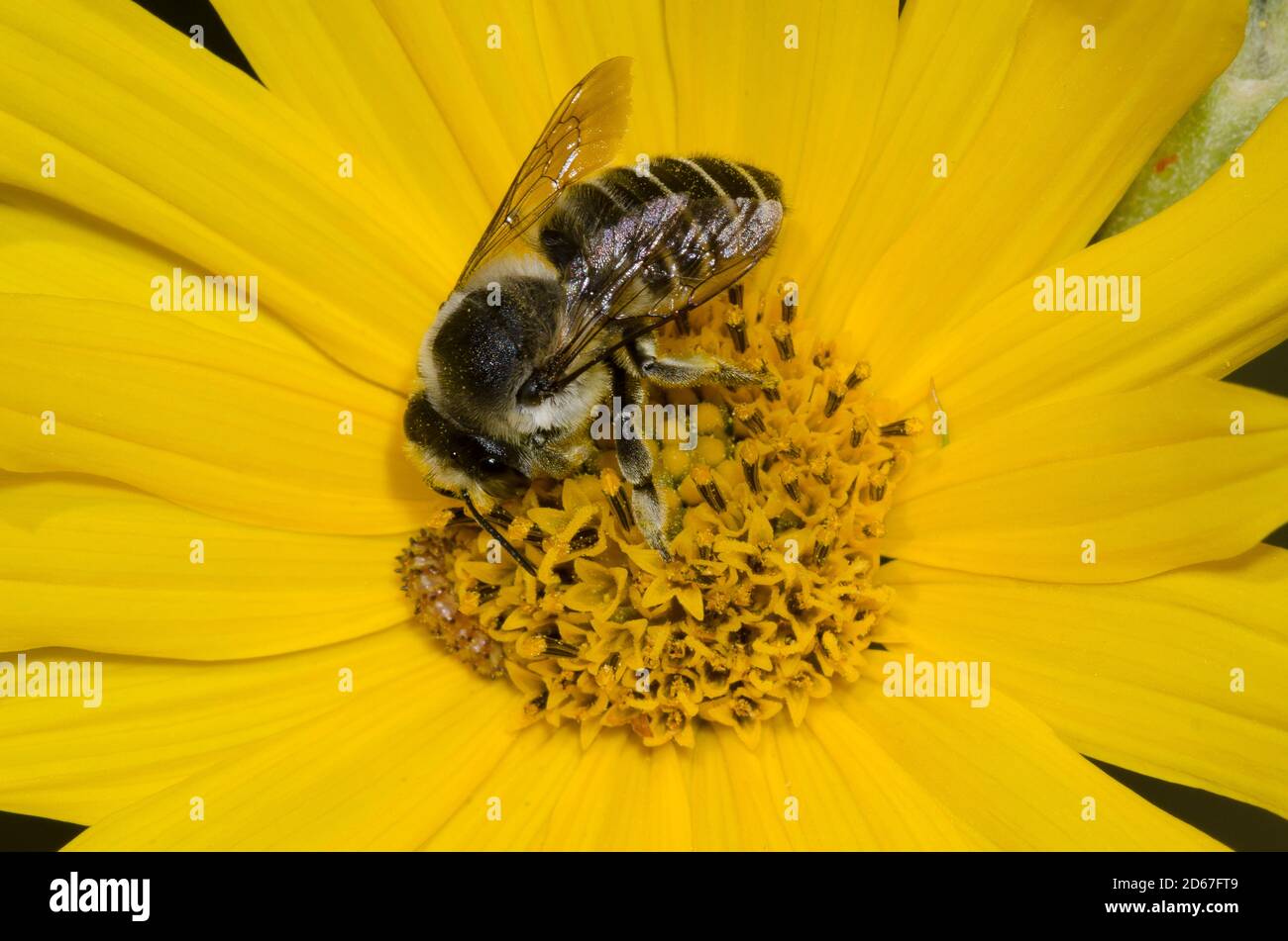 Leaf-cutter Bee, Megachile sp., foraging on Maximilian sunflower, Helianthus maximiliani Stock Photo