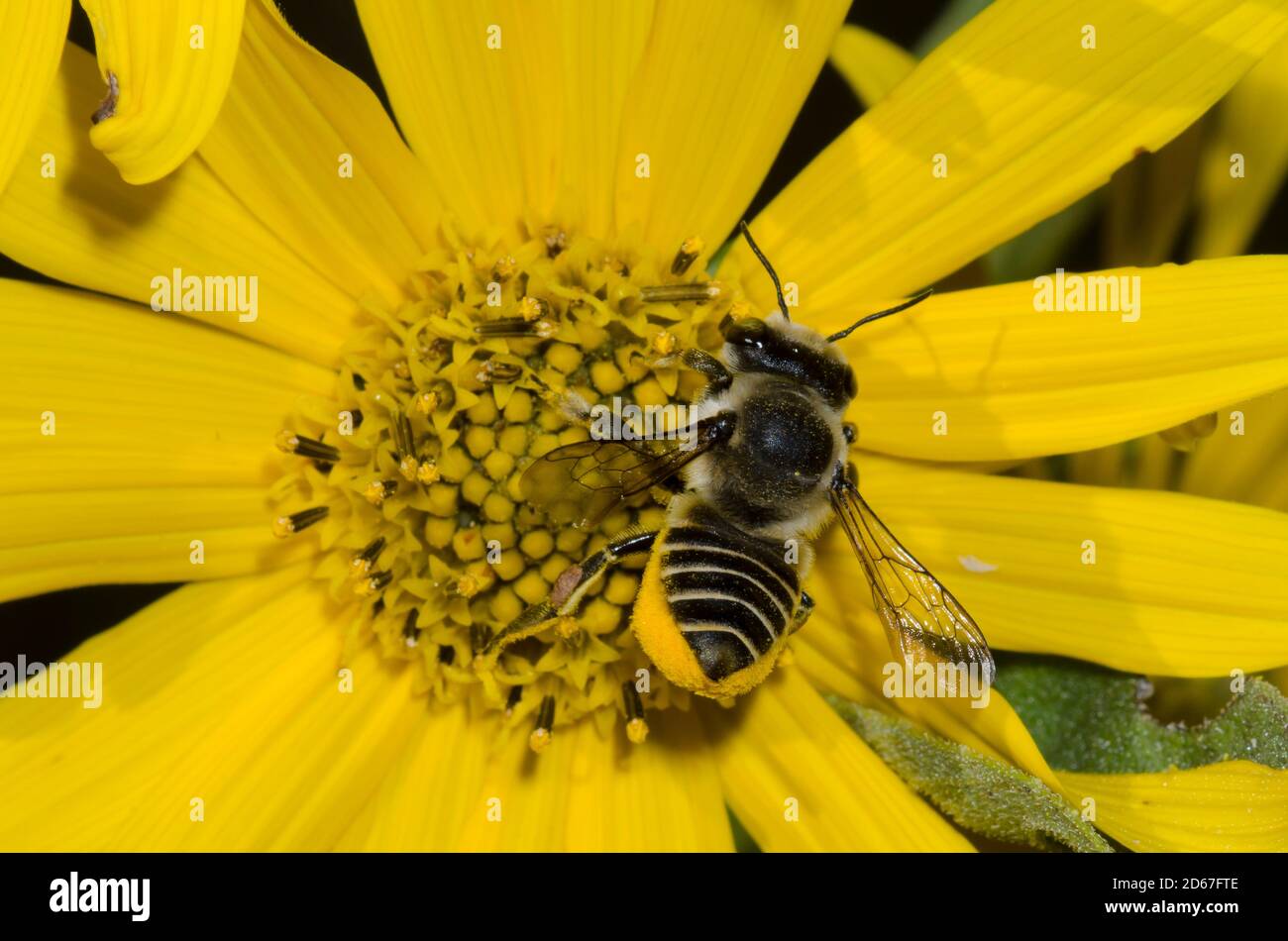 Petulant Leaf-cutter Bee, Megachile petulans, foraging on Maximilian sunflower, Helianthus maximiliani Stock Photo