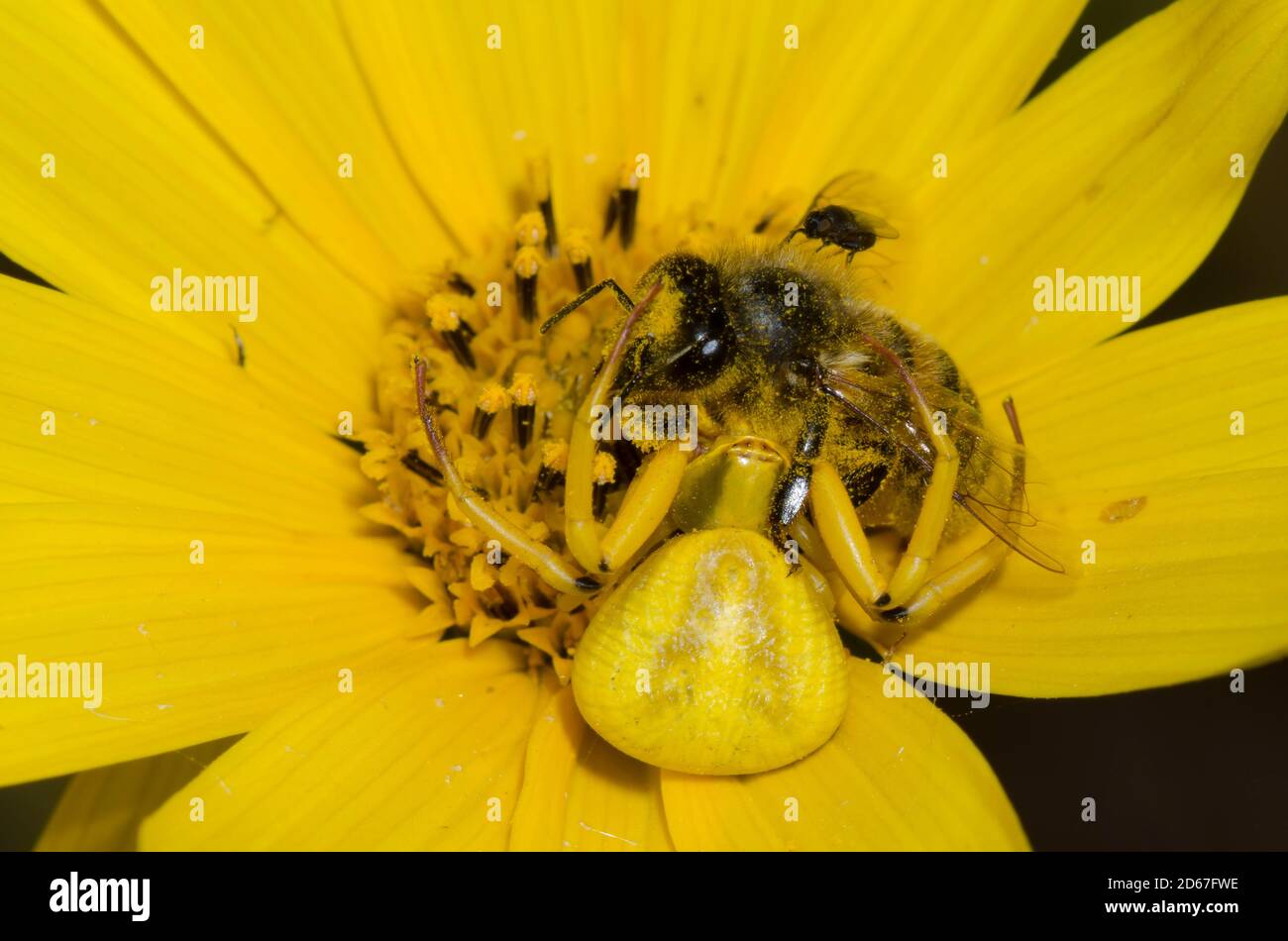 Whitebanded Crab Spider,  Misumenoides formosipes, feeding on captured Honey Bee, Apis mellifera, on Maximilian sunflower, Helianthus maximiliani Stock Photo