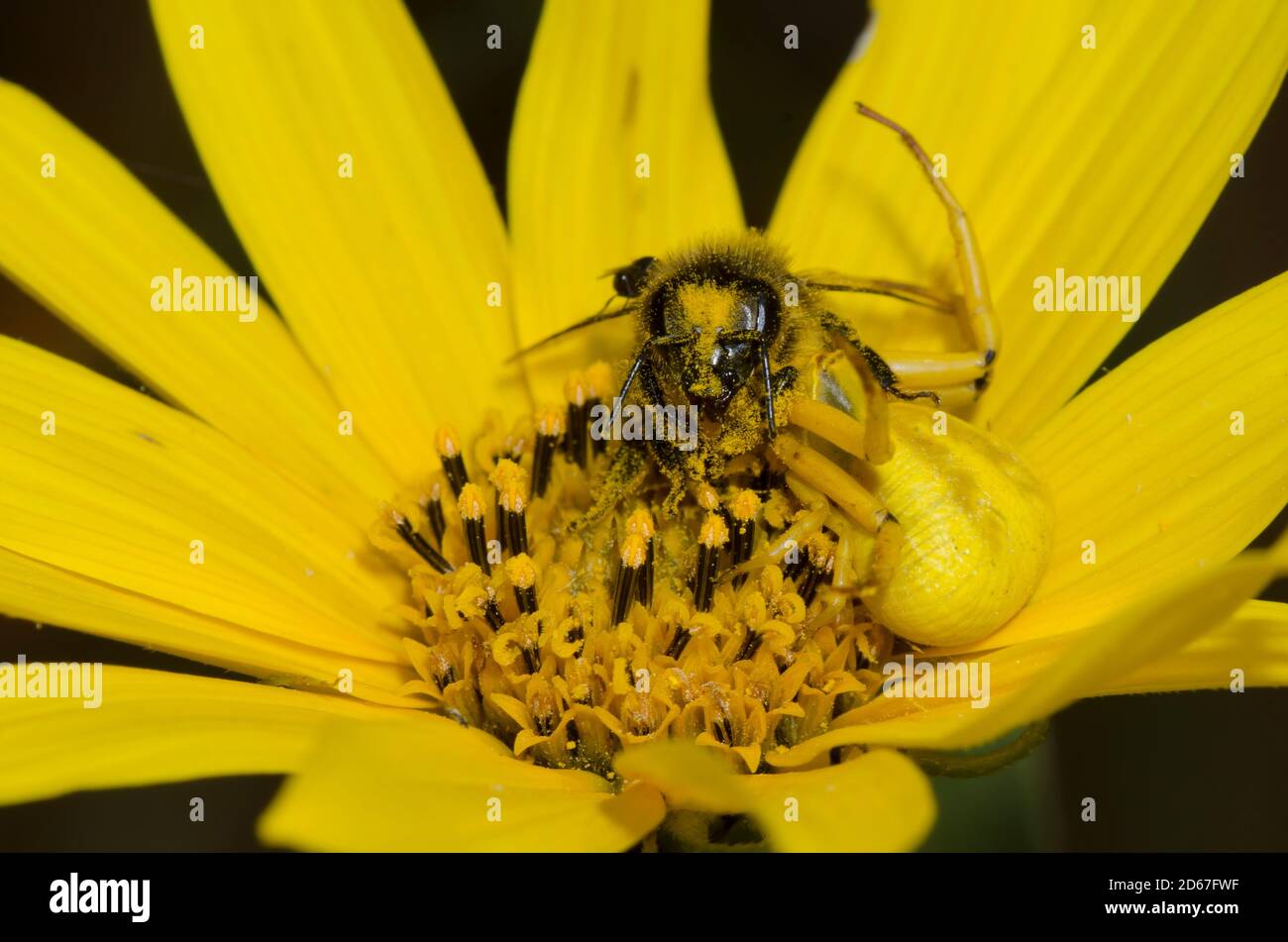 Whitebanded Crab Spider,  Misumenoides formosipes, feeding on captured Honey Bee, Apis mellifera, on Maximilian sunflower, Helianthus maximiliani Stock Photo