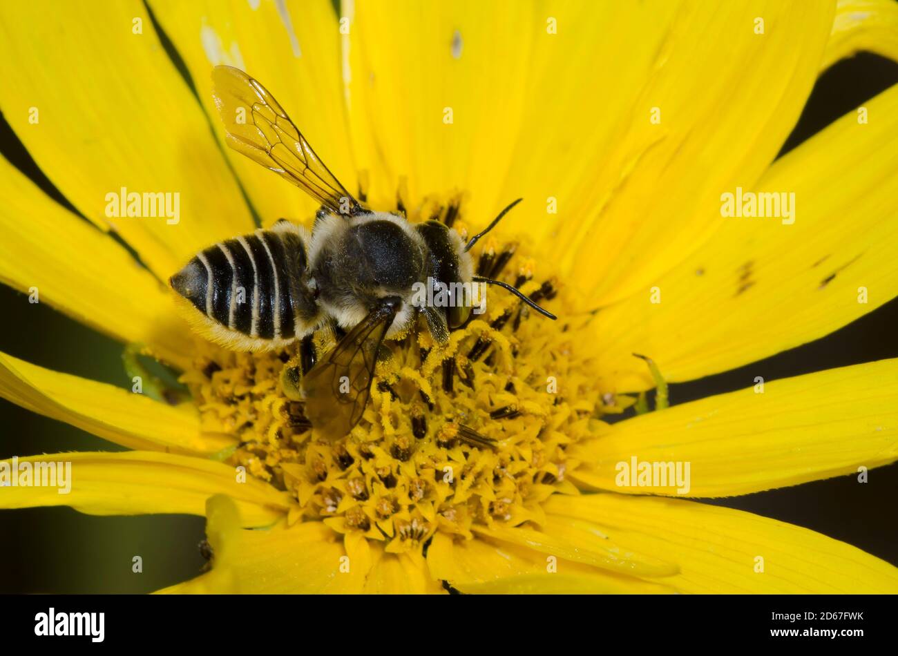Parallel Leaf-cutter Bee, Megachile parallela, foraging on Maximilian sunflower, Helianthus maximiliani Stock Photo