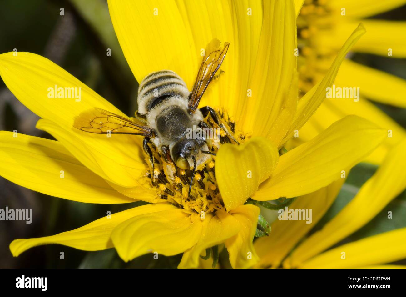 Leaf-cutter Bee, Megachile sp., foraging on Maximilian sunflower, Helianthus maximiliani Stock Photo