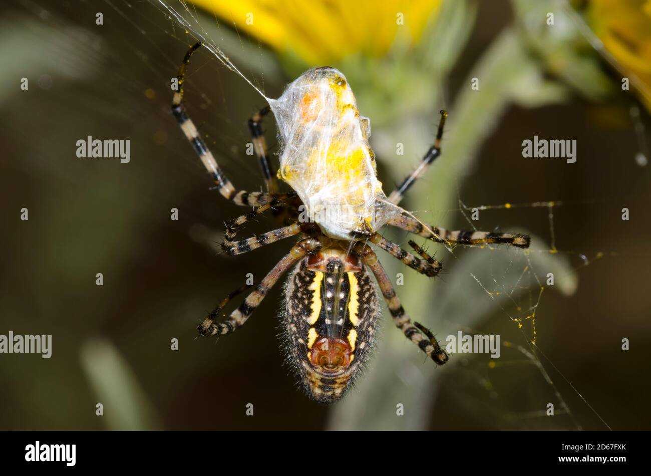 Banded Argiope, Argiope trifasciata, wrapping Honey Bee, Apis mellifera, prey in a patch of Maximilian sunflower, Helianthus maximiliani Stock Photo