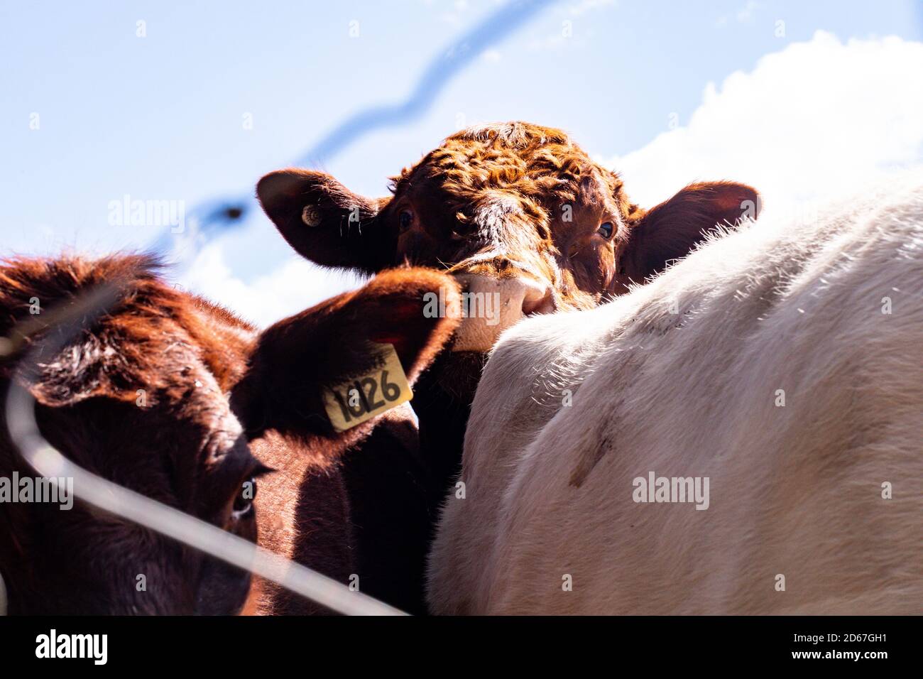 Closeup shot of cows in a farmland behind the net Stock Photo - Alamy