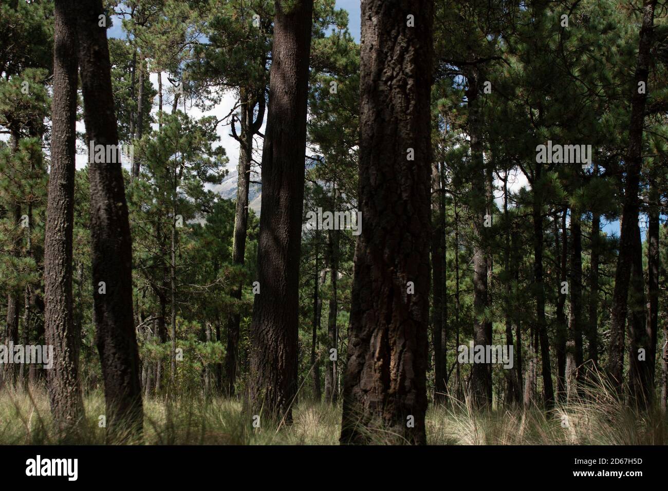 Mexican pine forests hires stock photography and images Alamy