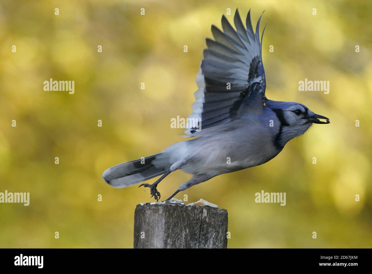 Blue Jays in wild flying or perching Stock Photo Alamy