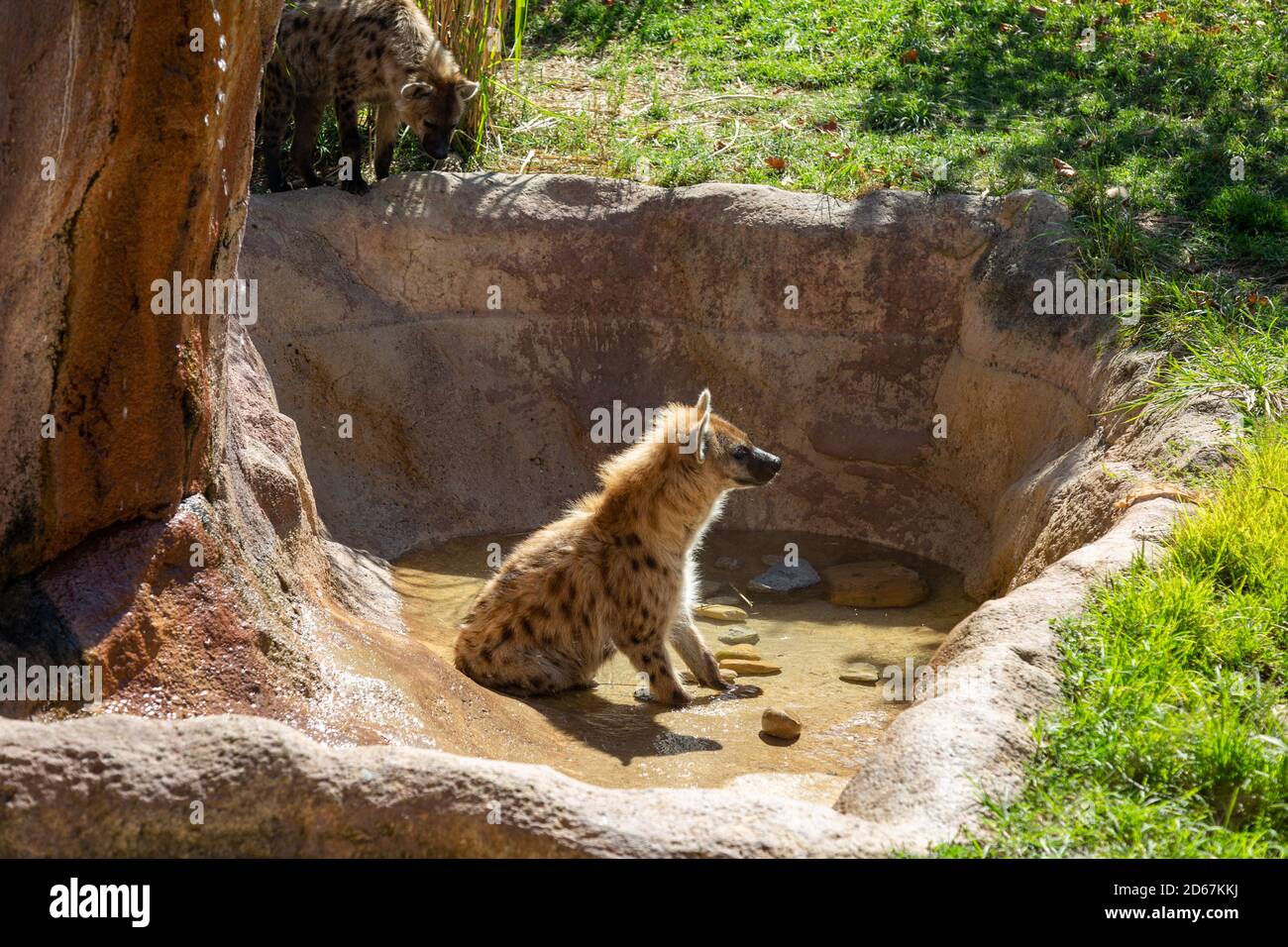 A hyena looks down on another in their exhibit at the Fort Wayne Children's Zoo in Fort Wayne, Indiana, USA. Stock Photo
