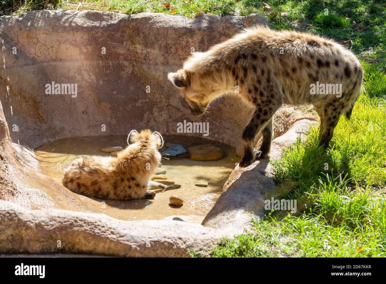 Two hyenas in their exhibit at the Fort Wayne Children's Zoo in Fort Wayne, Indiana, USA. Stock Photo