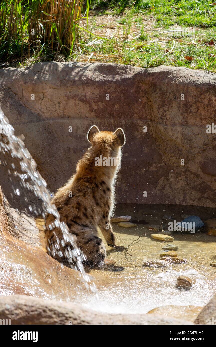 A hyena sits in his exhibit at the Fort Wayne Children's Zoo in Fort Wayne, Indiana, USA. Stock Photo