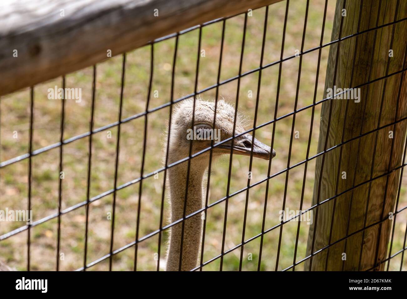 A ostrich looks out from his cage in an exhibit at a zoo in Indiana, USA. Stock Photo