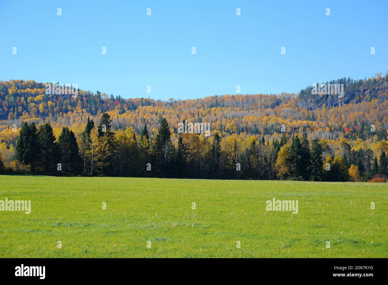 Autumn hills or gold and evergreens with green grass in the foreground on a sunny day.in Ontario, Canada. Stock Photo