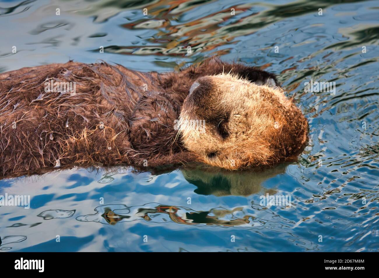 Baby sea otter floating on its back looking very cute. Stock Photo