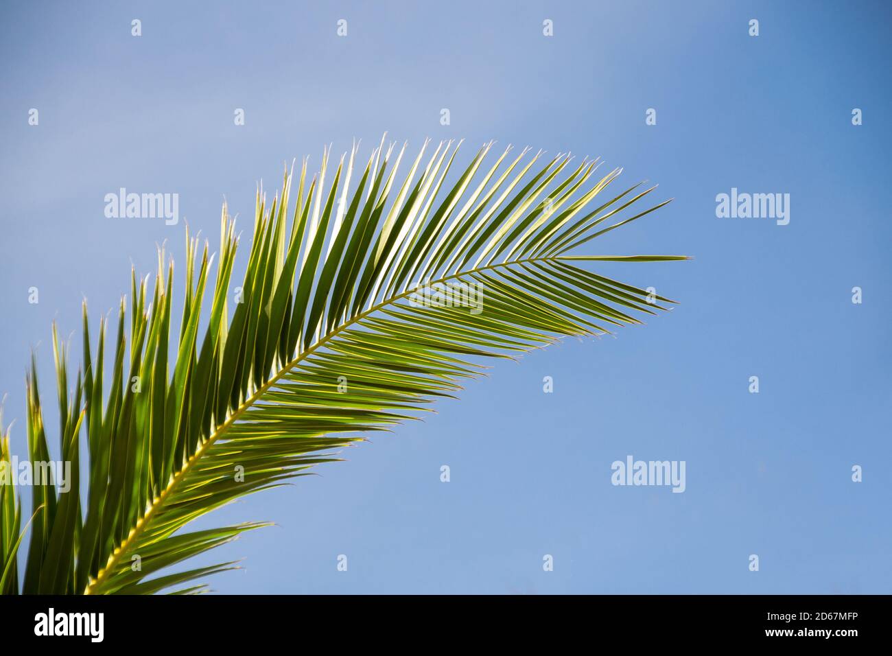 Closeup of a palm tree leaf on the blue sky background Stock Photo - Alamy
