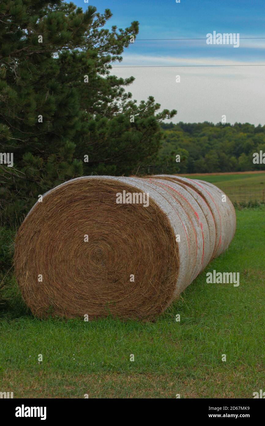 Brome bales all lined up. Stock Photo