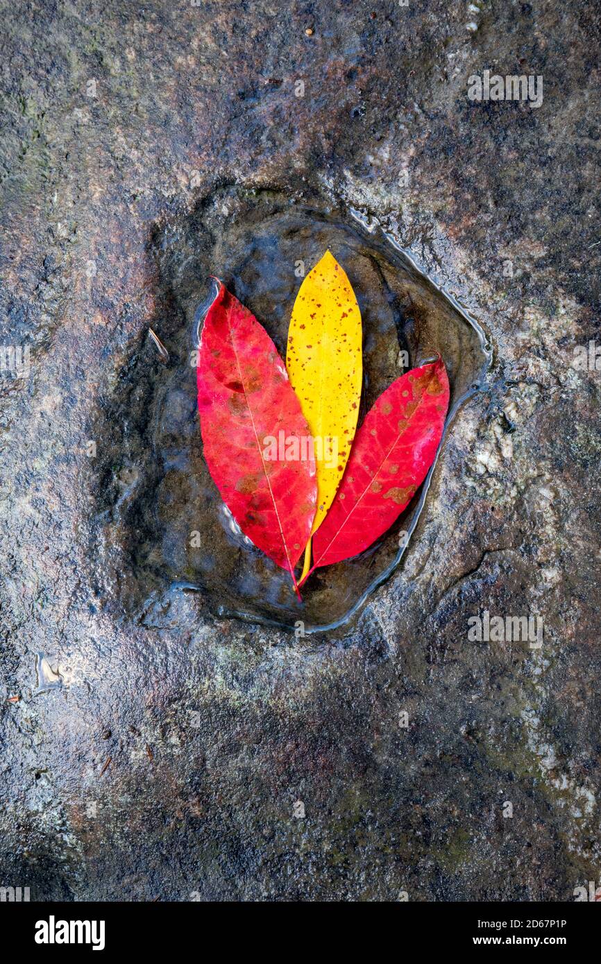 Colorful fall leaves in pool of water - Corn Mill Shoals Trail, DuPont State Recreational Forest, Cedar Mountain, North Carolina, USA Stock Photo