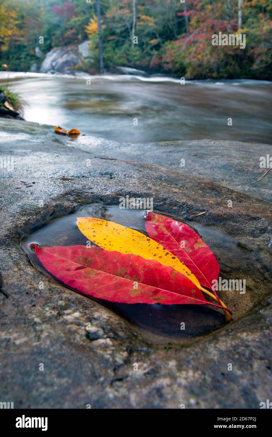 Colorful fall leaves in pool of water - Corn Mill Shoals Trail, DuPont State Recreational Forest, Cedar Mountain, North Carolina, USA Stock Photo