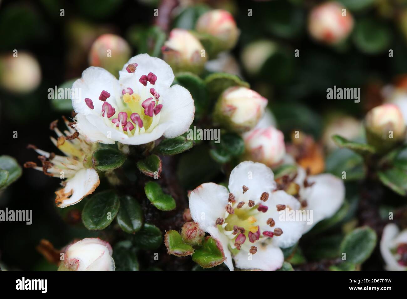 Beautiful flowers of Cotoneaster microphyllus Stock Photo