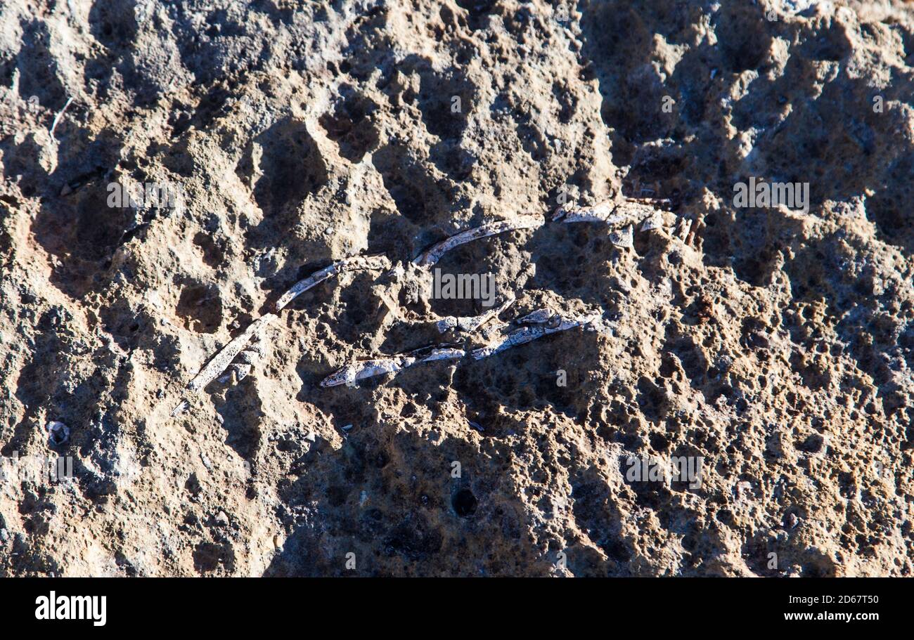 Close-up of Chelid turtle fossil embedded in rock, Riversleigh D World Heritage Fossil Site, Boodjamulla (Lawn Hill) National Park Stock Photo