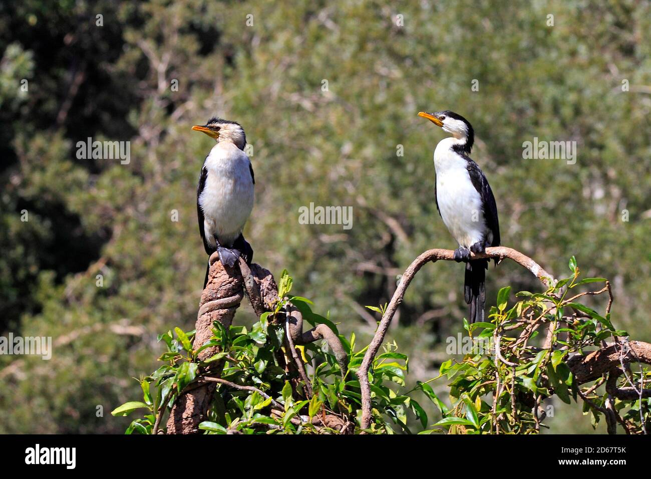 Little Pied Cormorants, Microcarbo melanoleucos. Also known as Little Shag and Kawaupaka. Coffs Harbour, Australia Stock Photo